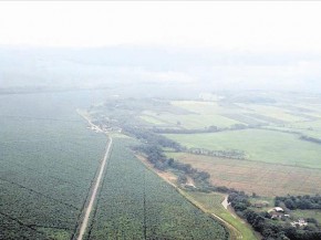 alvaro noboa hacienda clementina bananera