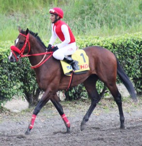 the Ecuadorian horse of businessman Alvaro Noboa, who has a record as the top winner